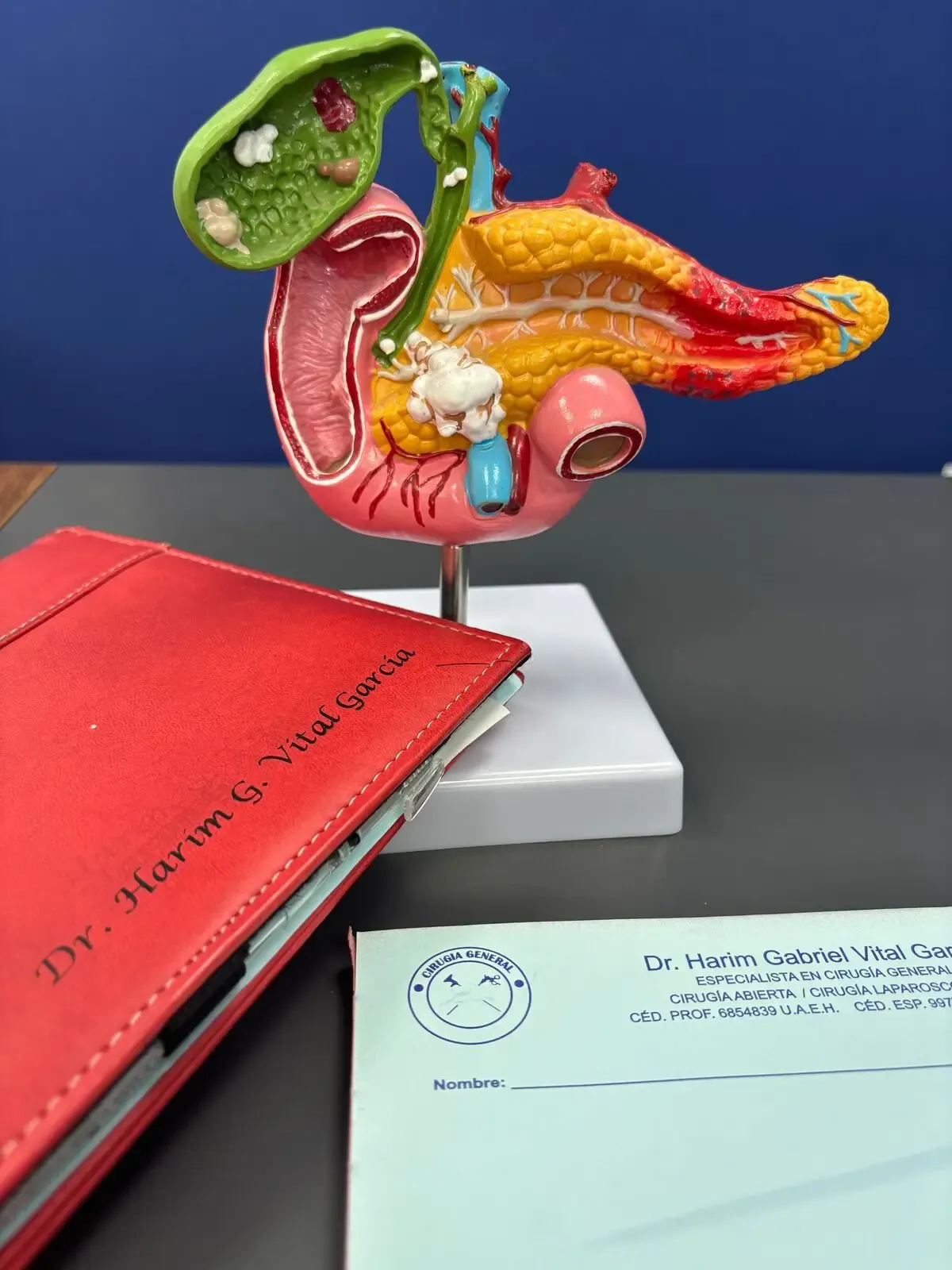 Modelo anatómico del sistema digestivo en el consultorio del Dr. Harim Vital